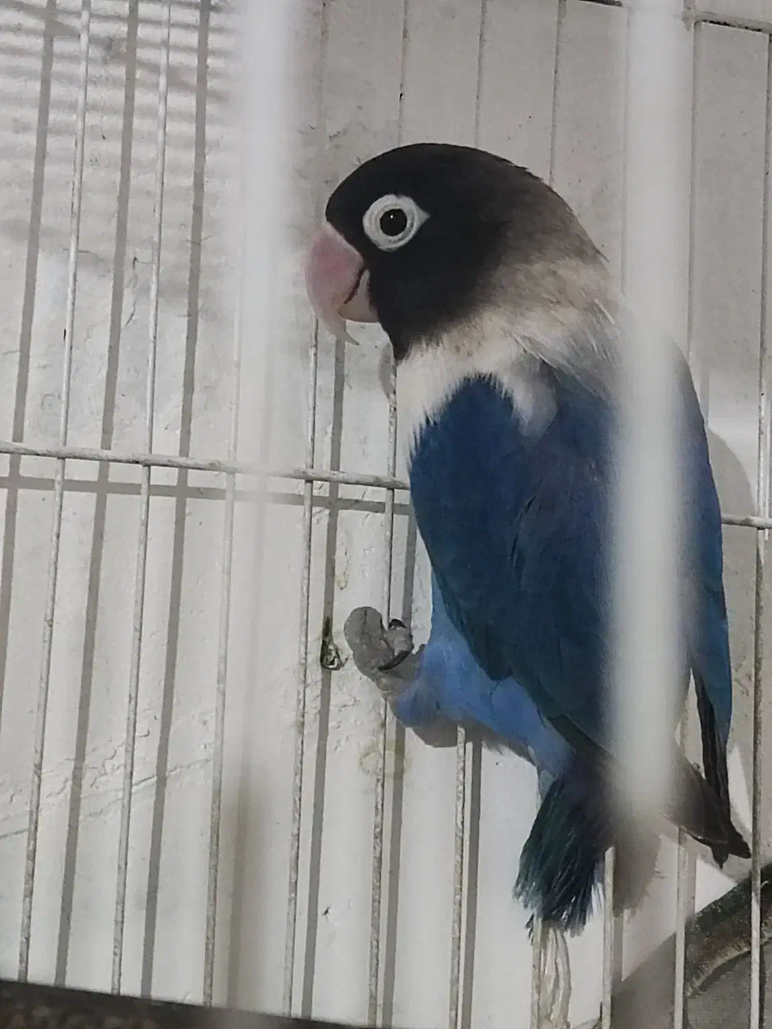 کتوله|پرنده|بیرجند, |دیوار