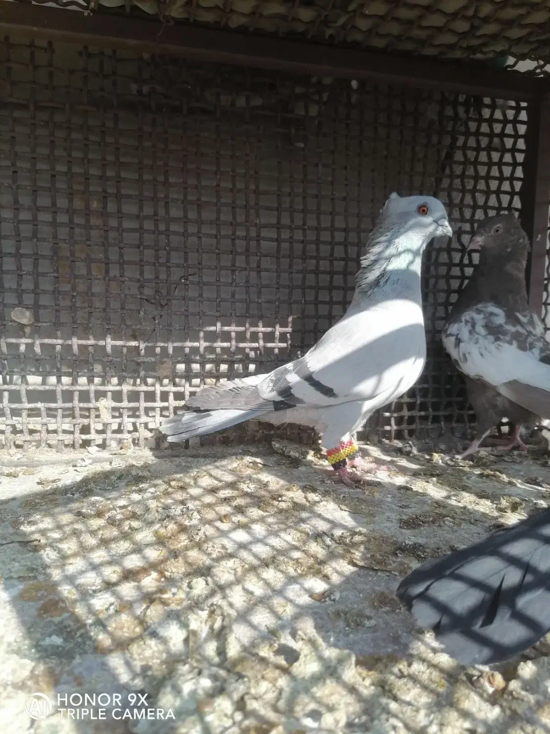 کفتر سبز شامی. وسیاه و  یال و پشت سیاه..|پرنده|شیراز, سعدیه شمالی|دیوار