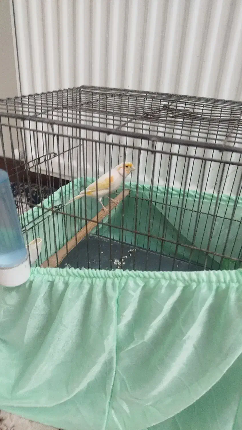 قناری نر|پرنده|تهران, هاشمآباد|دیوار