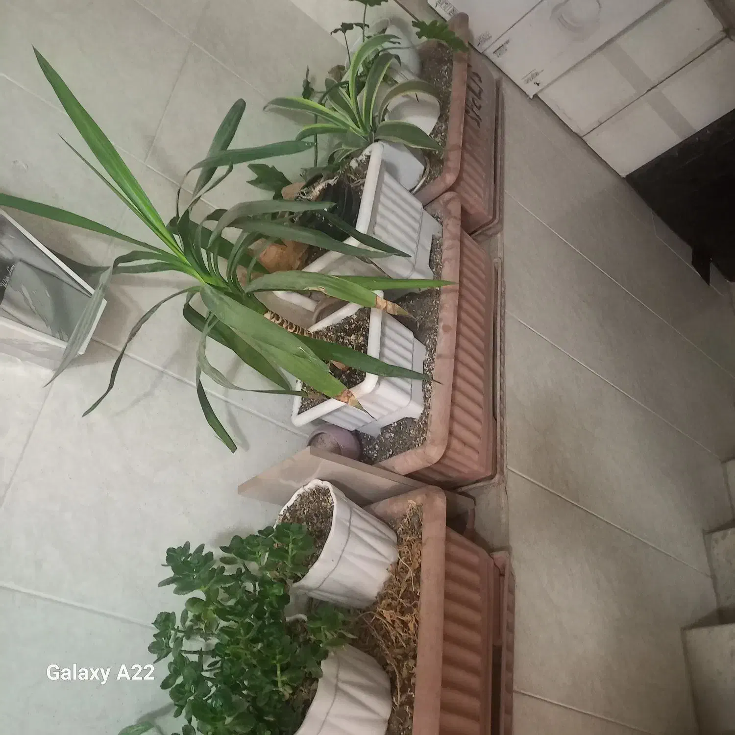 گل وگلدون|گل و گیاه طبیعی|سمنان, |دیوار