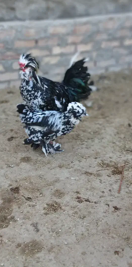 مرغ و خروس سلطان تخم گذار|حیوانات مزرعه|مرند, |دیوار