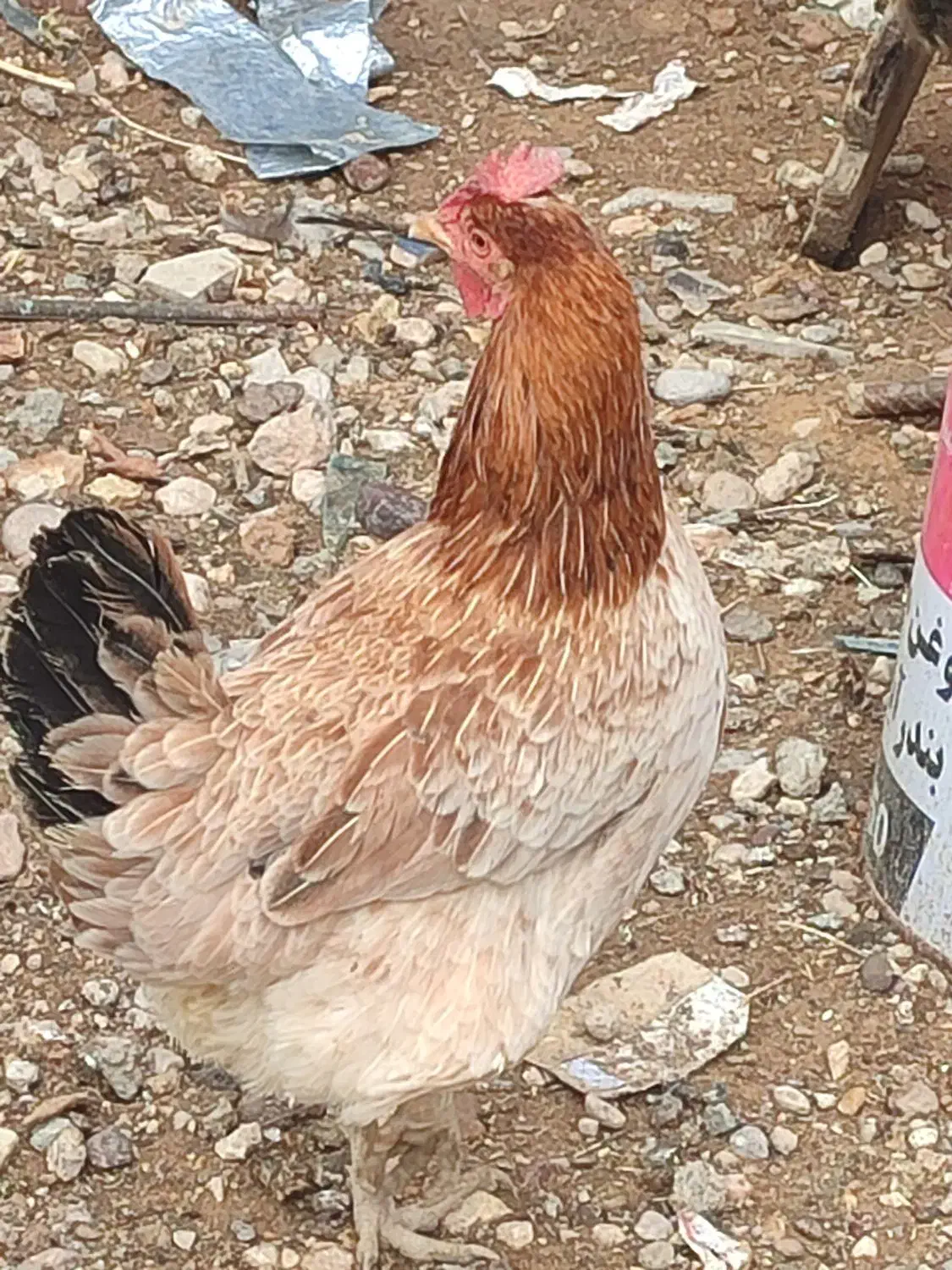 مرغ و خروس محلی|حیوانات مزرعه|شیراز, محمدیه|دیوار