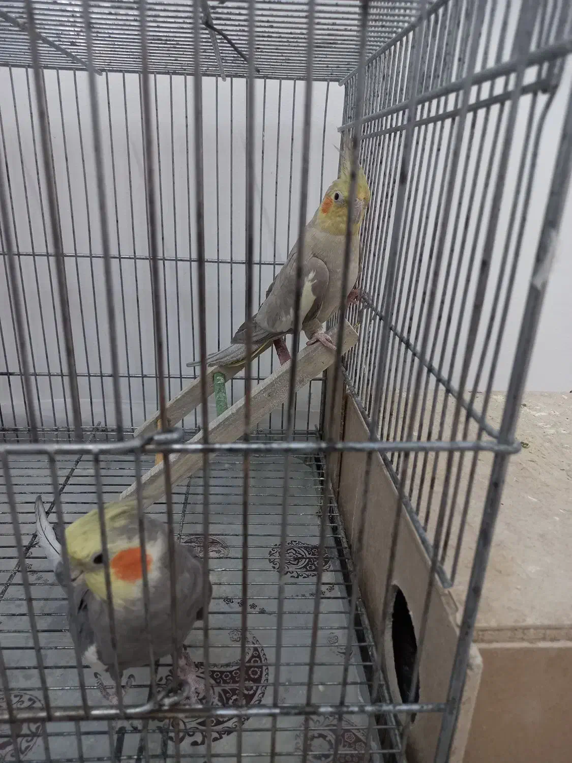 یک جفت عروس هلندی مولد|پرنده|برخوار, |دیوار