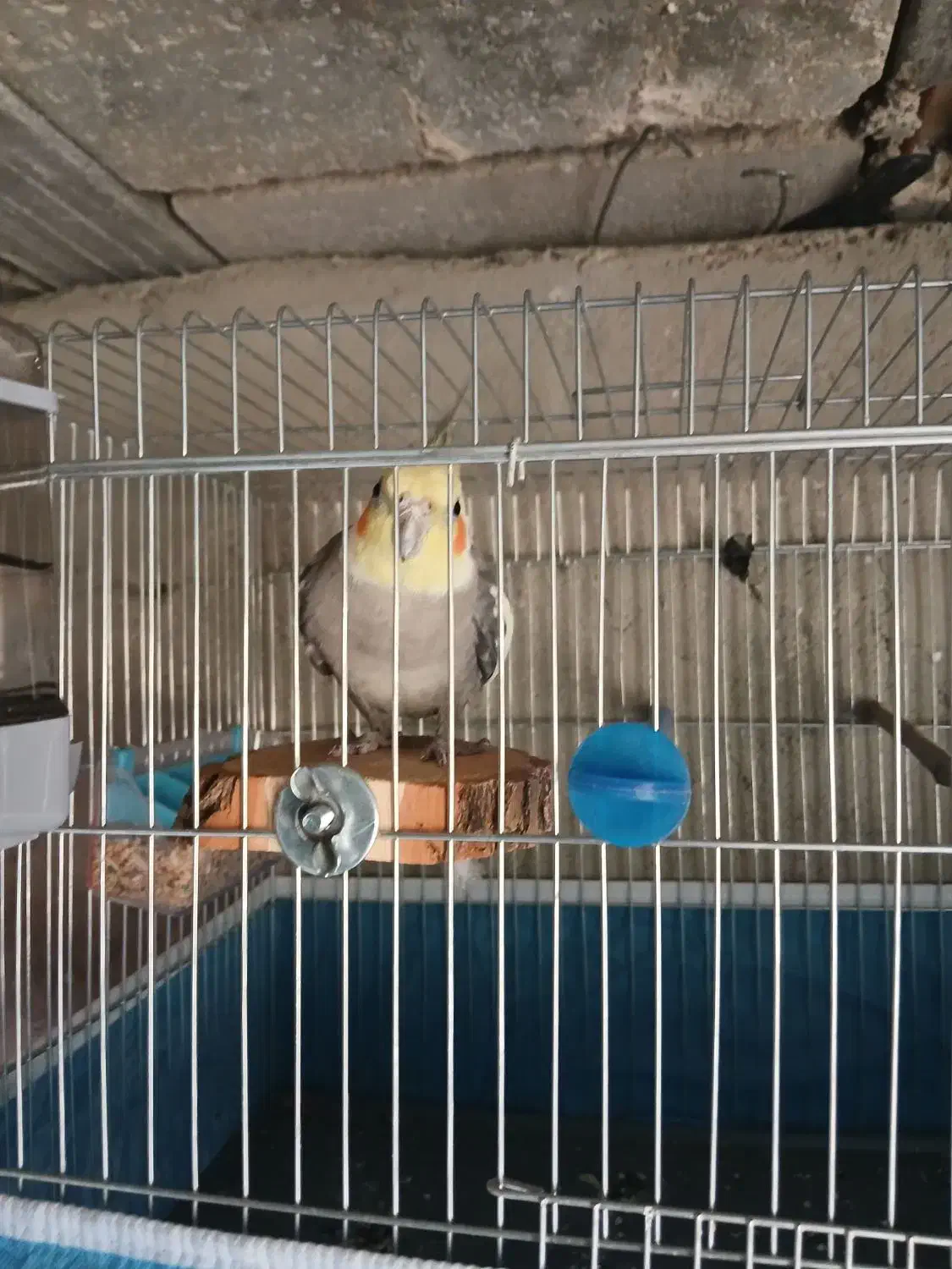 عروس هلندی|پرنده|نورآباد ممسنی, |دیوار