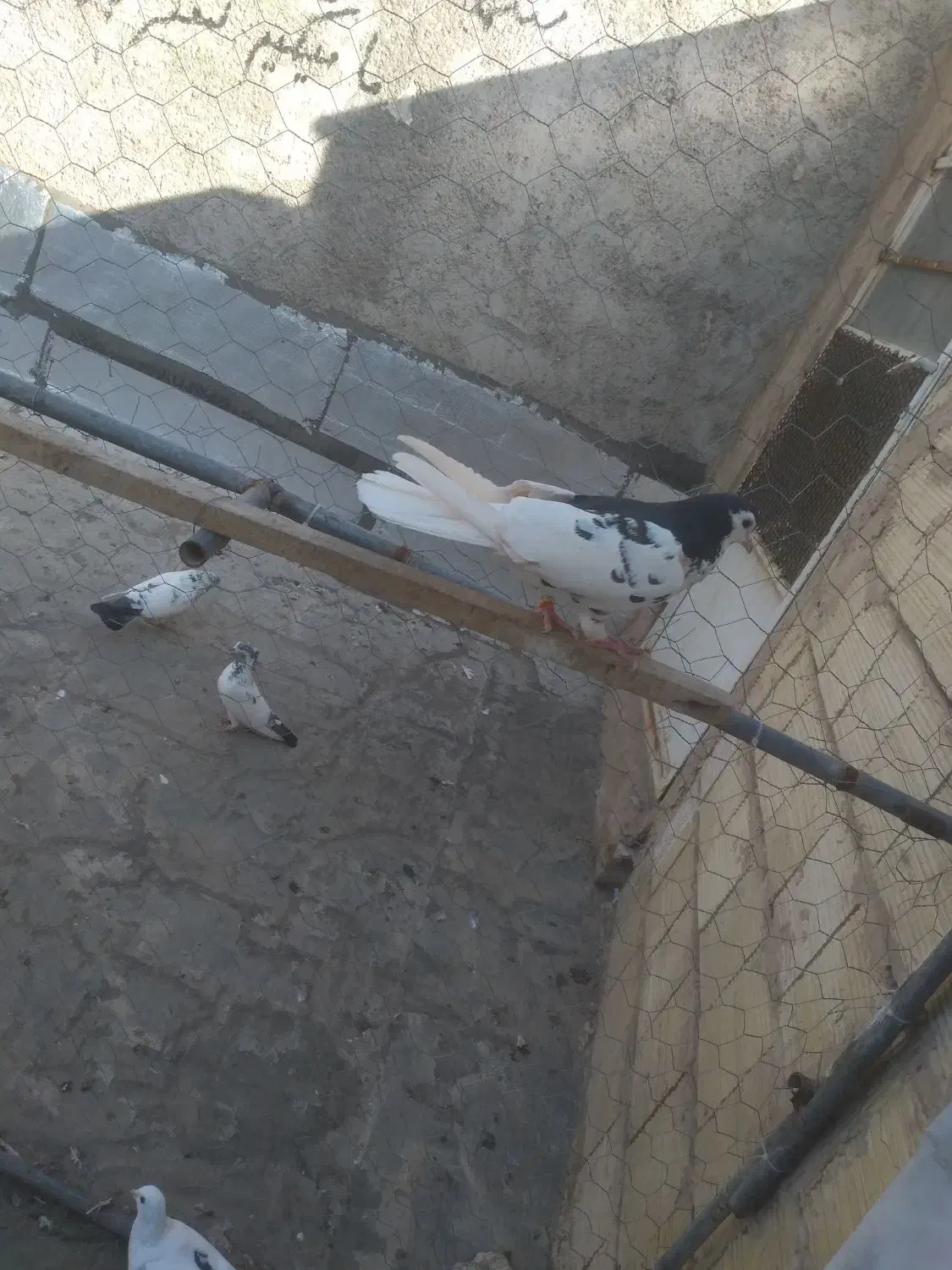 کفتر رنگی|پرنده|قم, نوبهار|دیوار