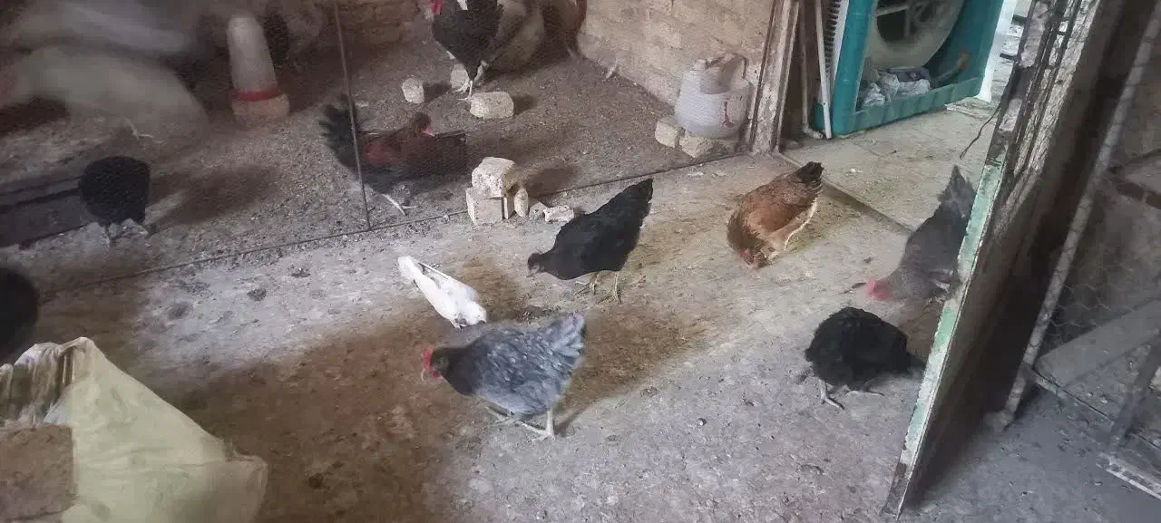 مرغ سیاه رسمی تازه تخم گلپایگانی|حیوانات مزرعه|قم, نخودی|دیوار