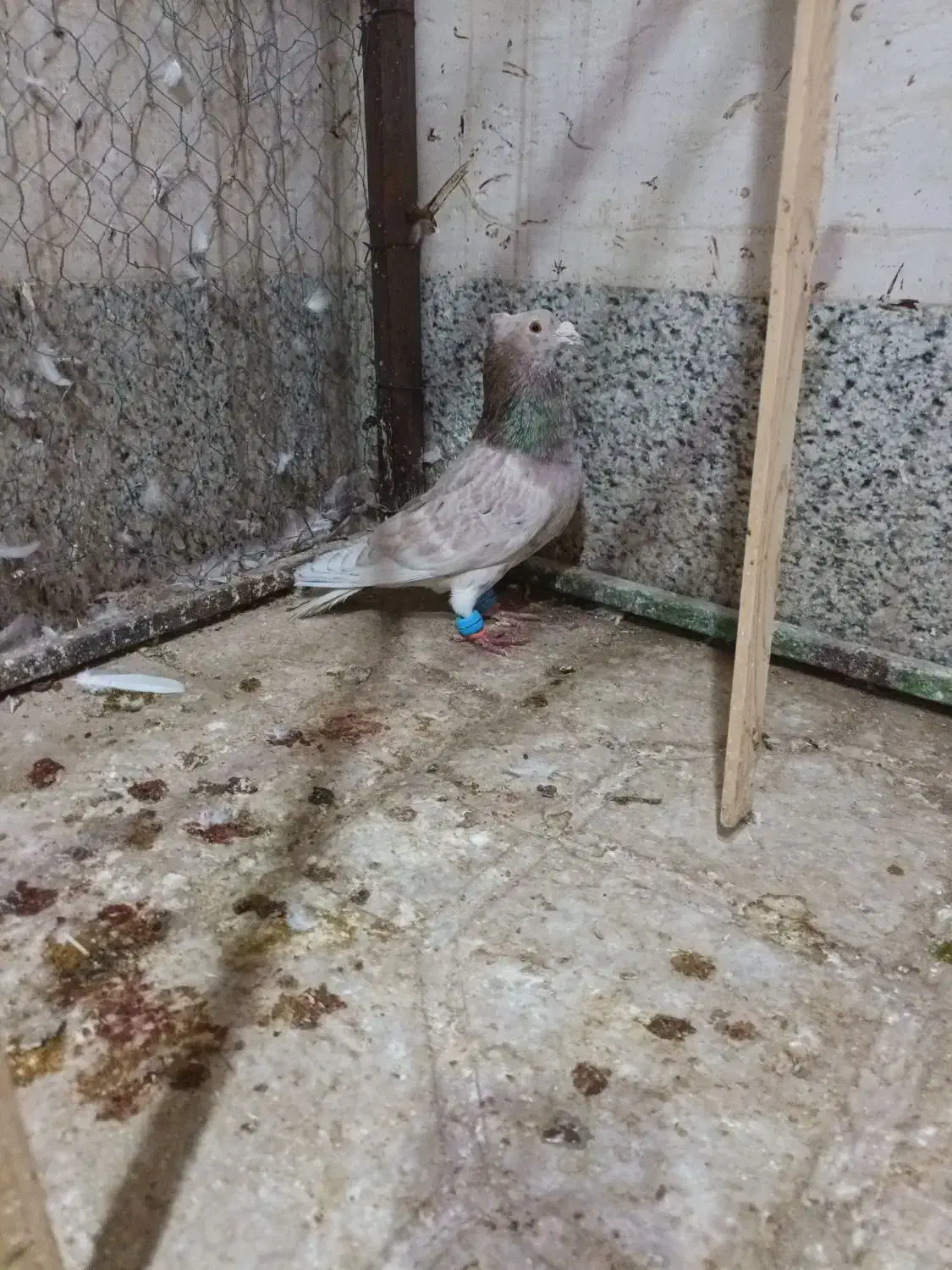 هفرنگ|پرنده|سبزوار, هویزه|دیوار