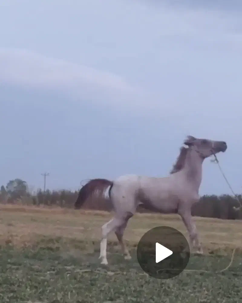 اسب کرد|اسب و تجهیزات اسب‌سواری|میاندوآب, |دیوار