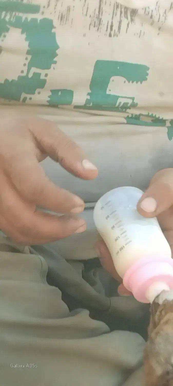 کره شیرخوره|حیوانات مزرعه|علامرودشت, |دیوار