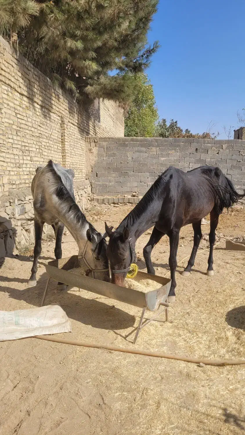 دوتا اسب ترکمن مادیان ۱۰۰ میلیون|اسب و تجهیزات اسبسواری|مشهد, شهید شهریاری|دیوار