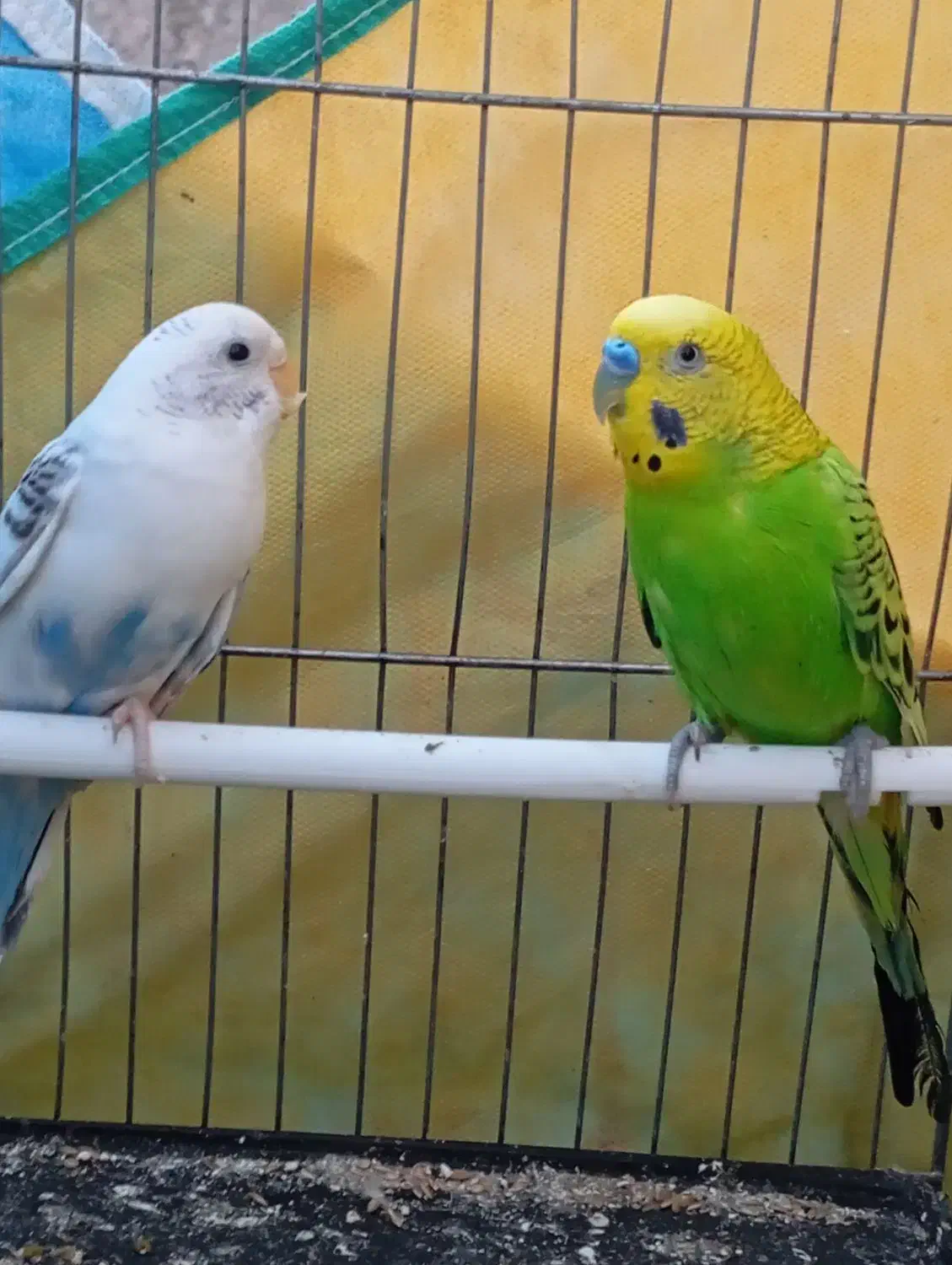 مرغ عشق|پرنده|ساوه, |دیوار