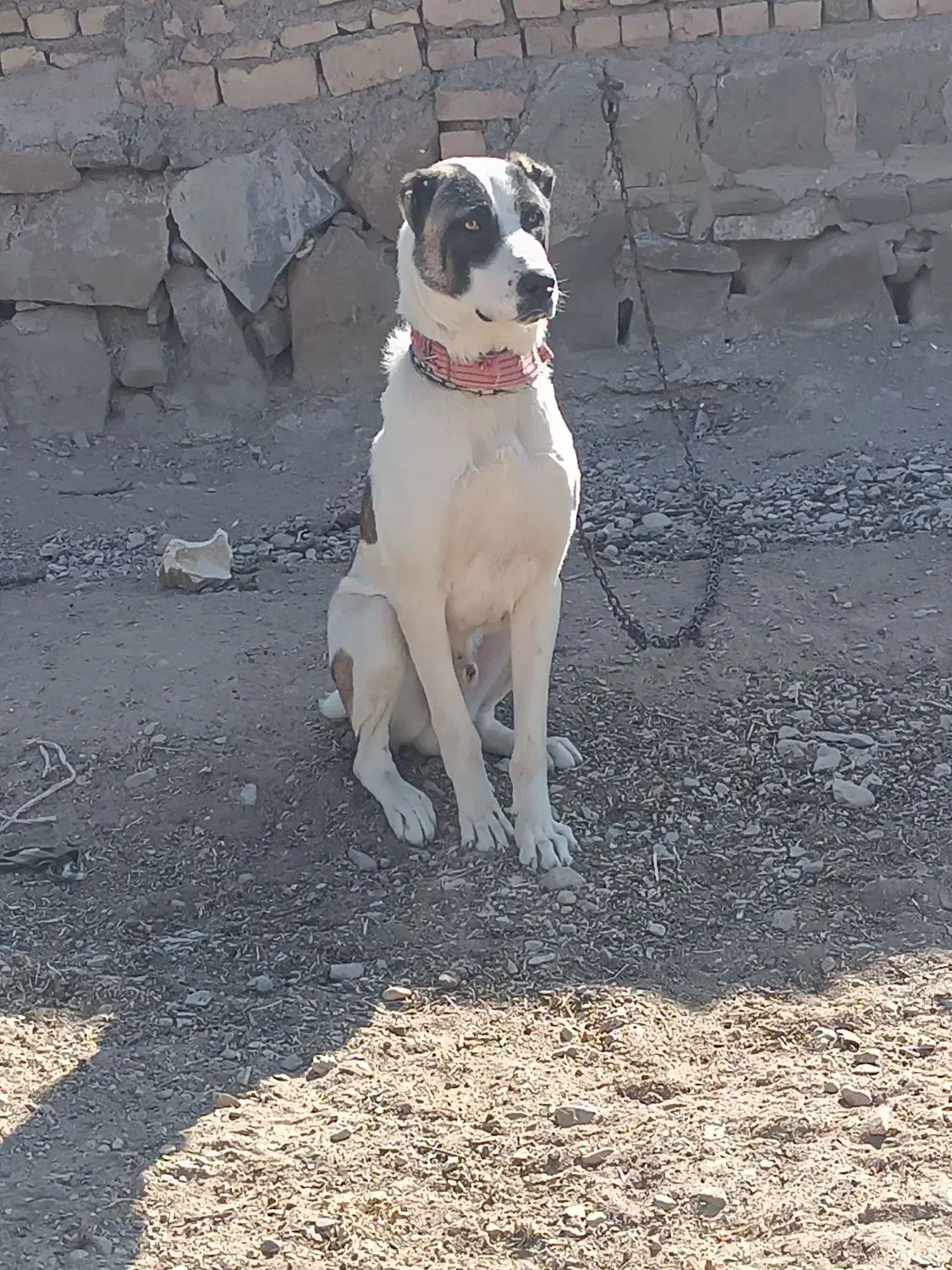 توله سگ|سگ|مشهد, میان ولایت|دیوار