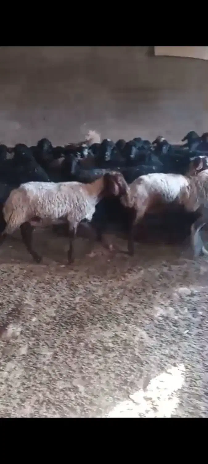 میش سیا سام|حیوانات مزرعه|بومهن, |دیوار