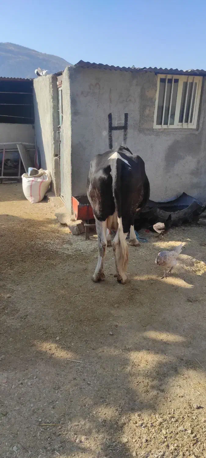 گاو گوساله شیری روزی 17تا 21شیر میده|حیوانات مزرعه|رومشکان, |دیوار