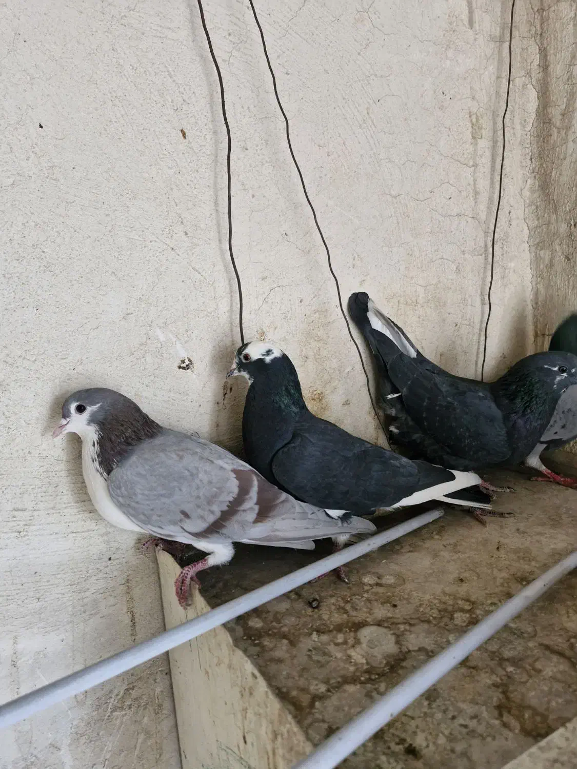 کبوتر|پرنده|خمینی‌شهر, |دیوار