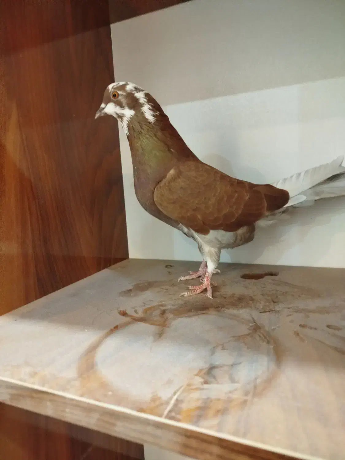 کبوتر کفتر پرنده|پرنده|مشگین شهر, |دیوار