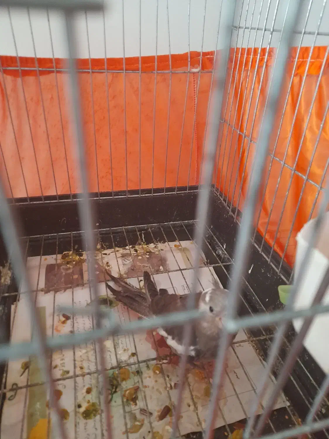 عروس هلندی|پرنده|محمدیه-قزوین, |دیوار