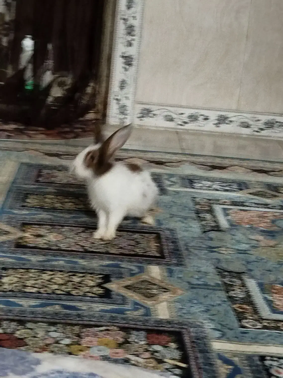 فروش خرگوش|موش و خرگوش|شهریار, شهریار|دیوار