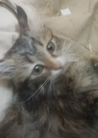 واگزاری بچه گربه ملوس وخوشگل|گربه|یزد, |دیوار