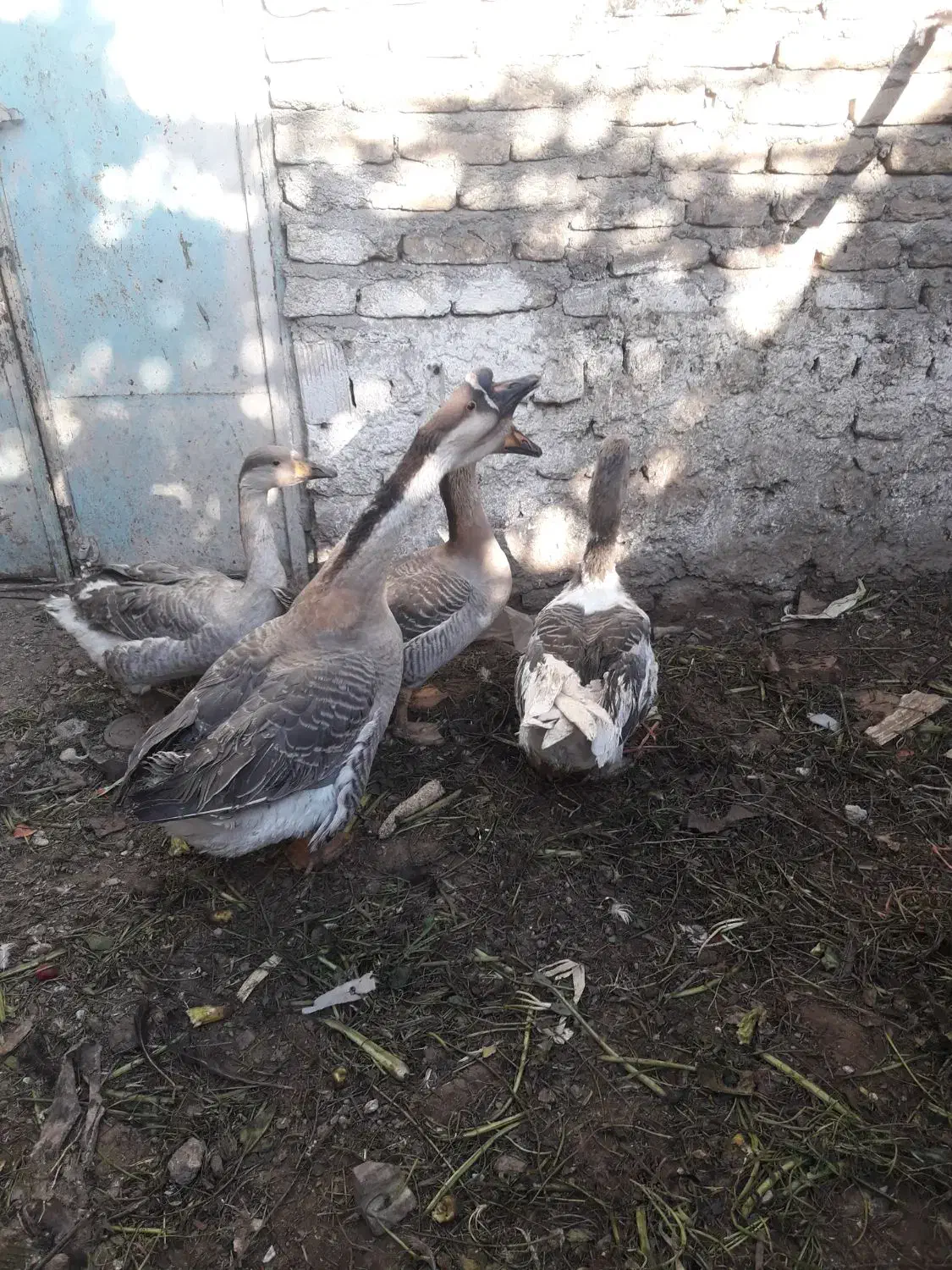 قوغاز      اردک|حیوانات مزرعه|مشهد, نیزه|دیوار