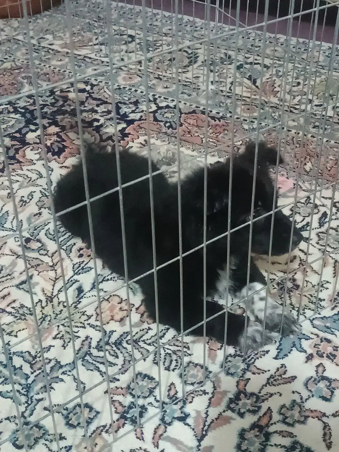 سگ پامر|سگ|ایرانشهر, |دیوار