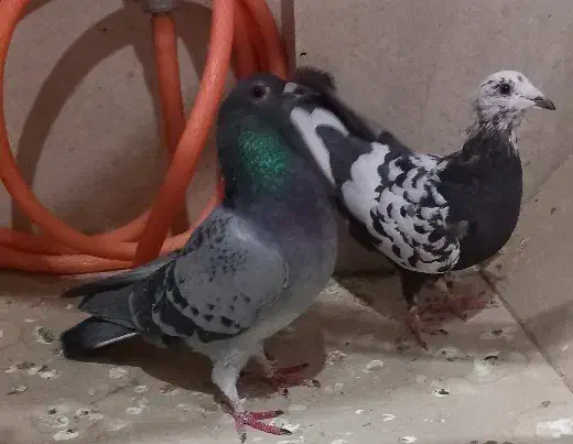 پلاکی اصل|پرنده|تهران, خانی آباد نو جنوبی|دیوار