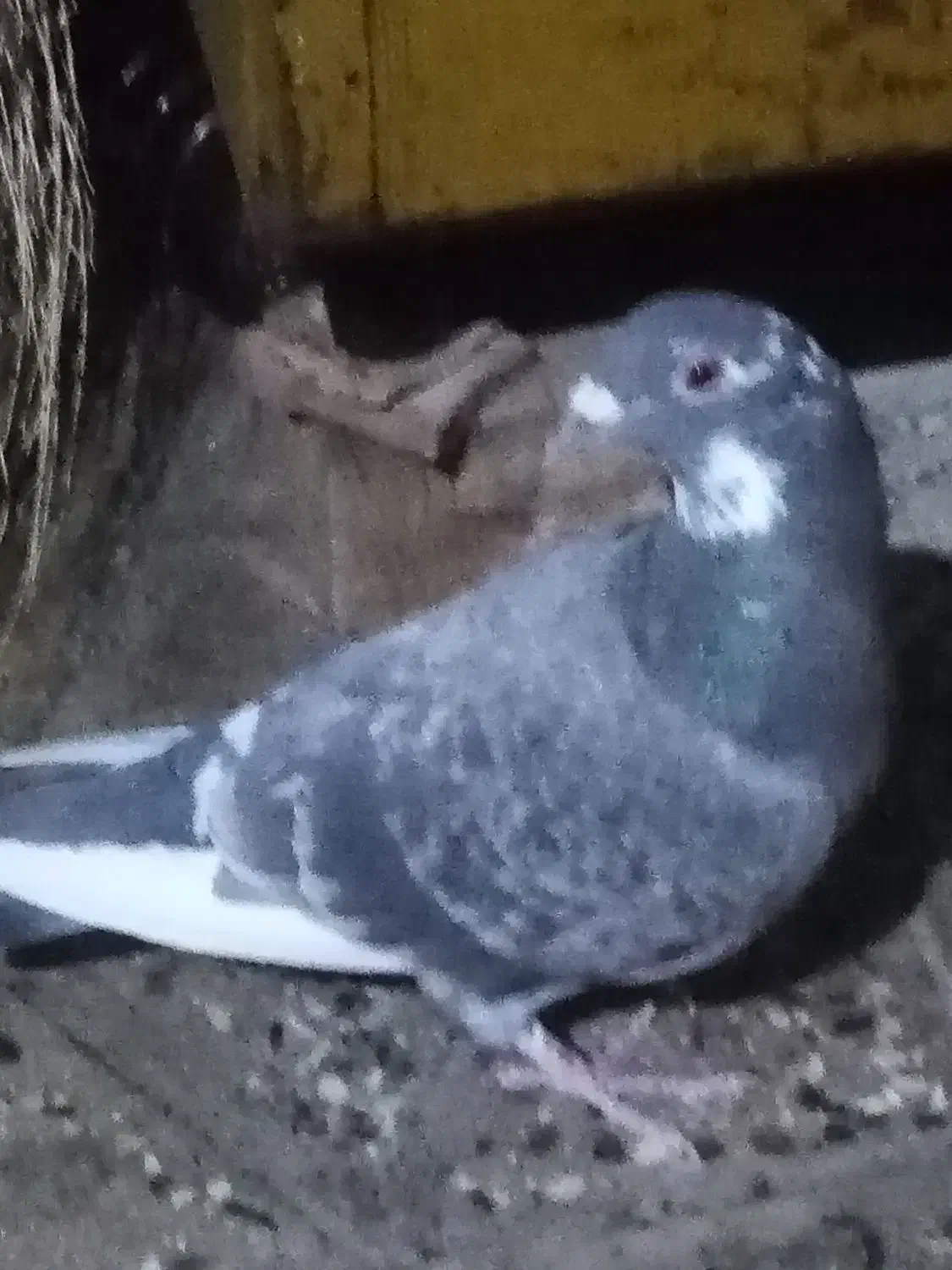 کبوتر|پرنده|بروجرد, |دیوار