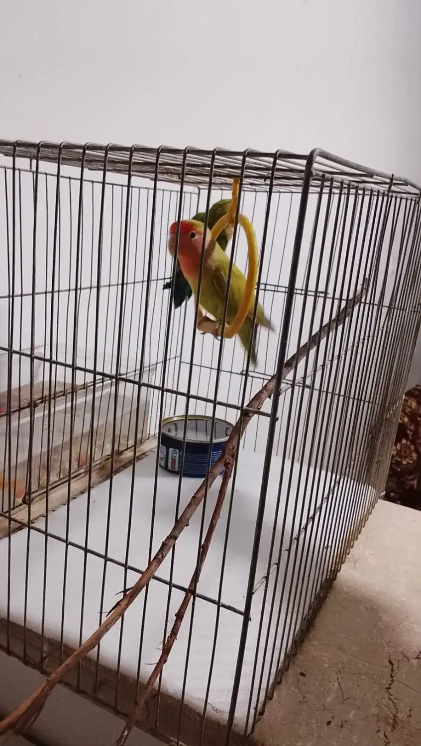 طوطی برزیلی فقط ۶۰۰تومان|پرنده|ماهدشت, |دیوار