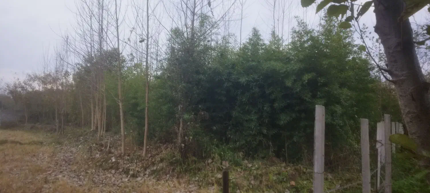 فروش گیاه بامبو خیزران در باغ|گل و گیاه طبیعی|سیاهکل, |دیوار