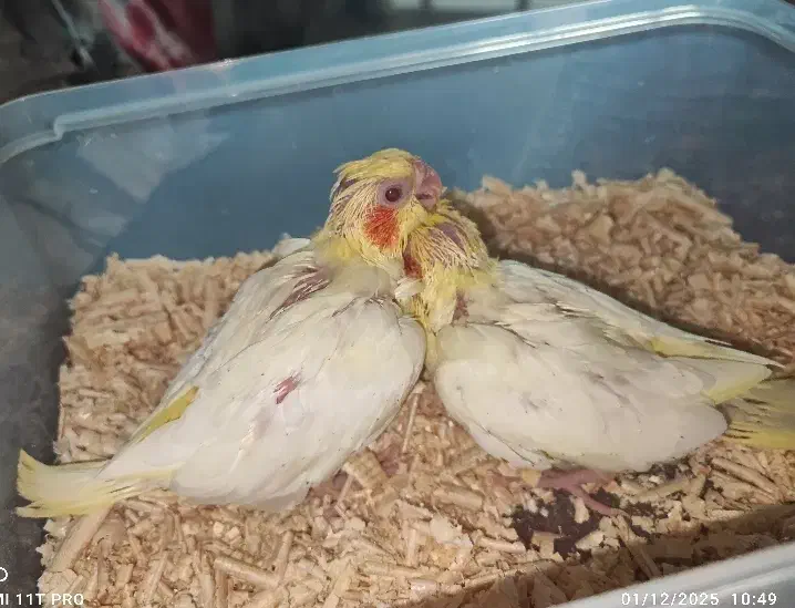 جوجه عروس لوتینو ۲عدد فوری|پرنده|مشهد, فارغ التحصیلان|دیوار