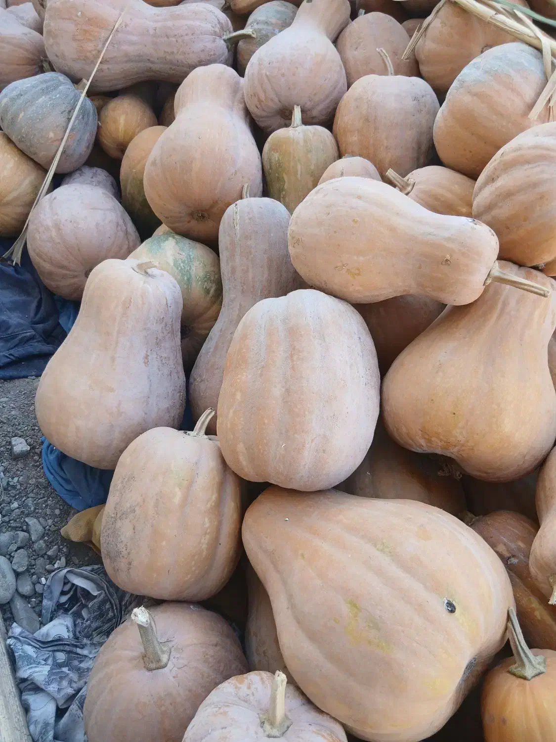 کدو حلوایی|خوردنی و آشامیدنی|چورزق, |دیوار