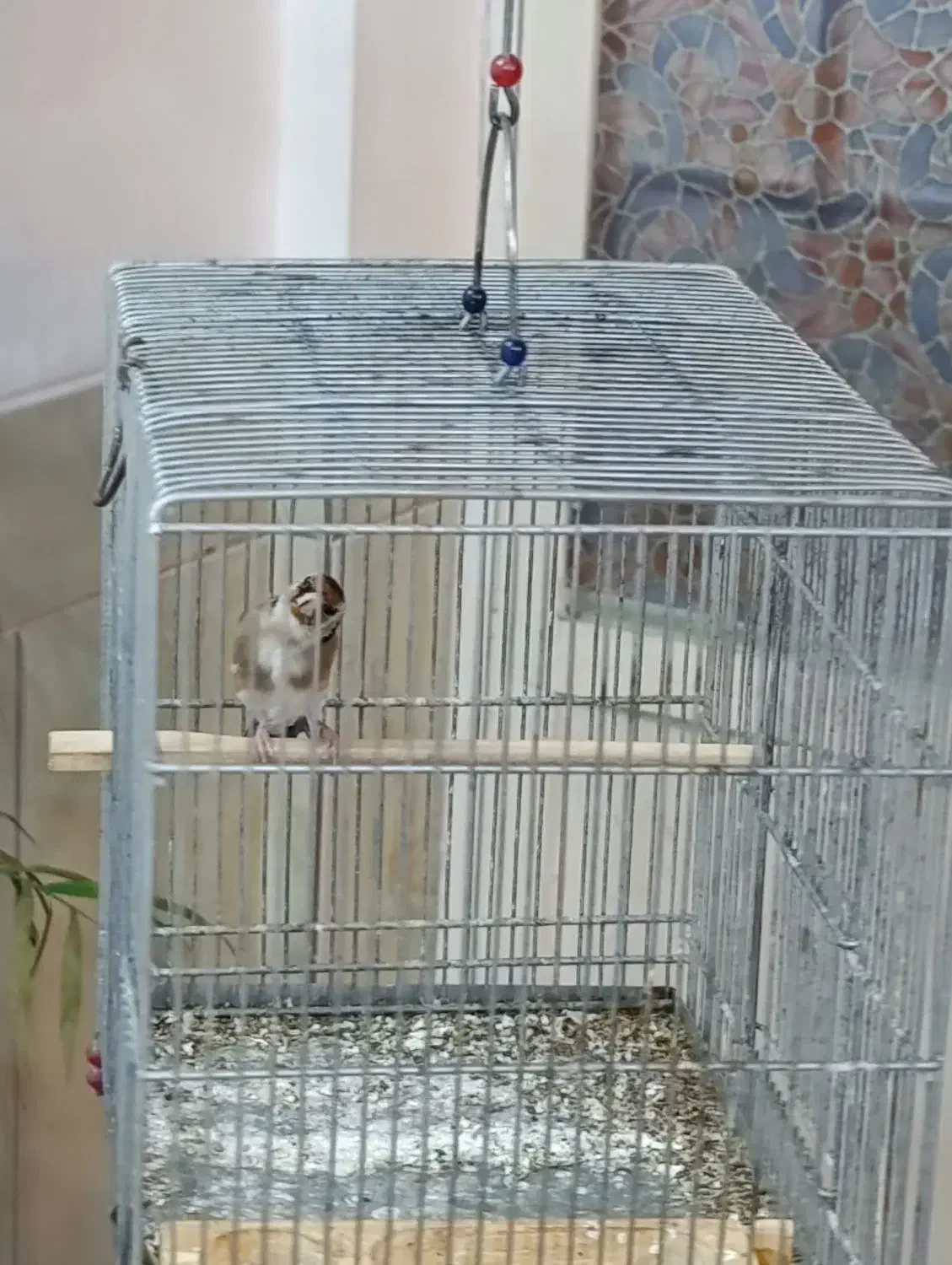 سهره نر سرسیاه|پرنده|مرودشت, فاز دوم شهرک فرهنگیان|دیوار