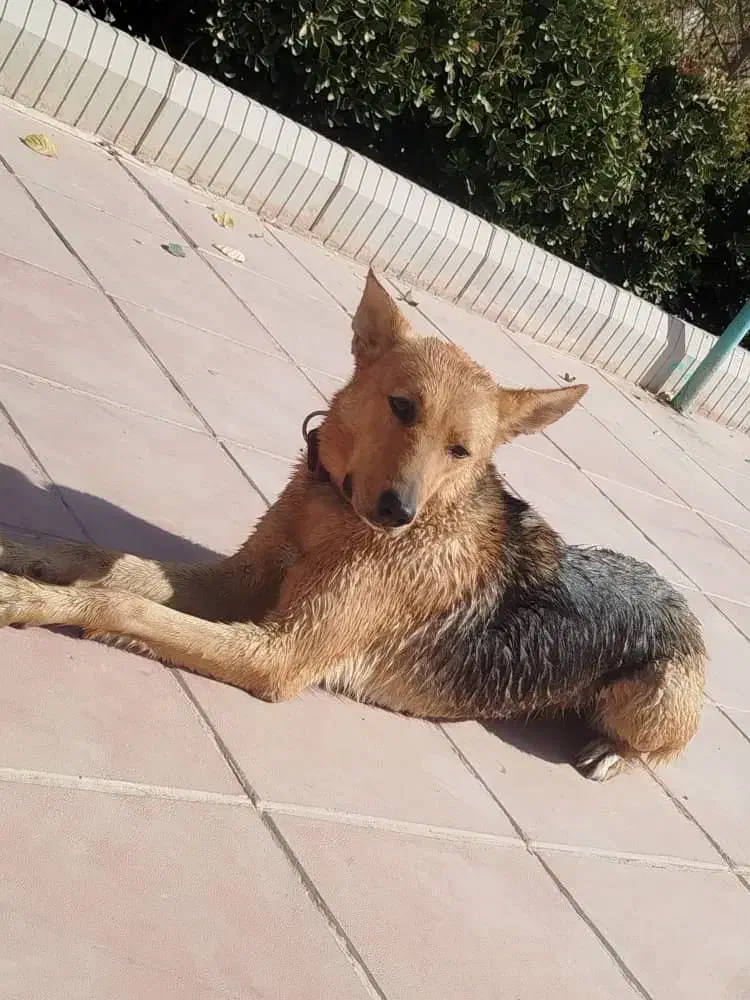 سگ ژرمن ورکلاین ماده|سگ|هشتگرد, ینگی امام|دیوار