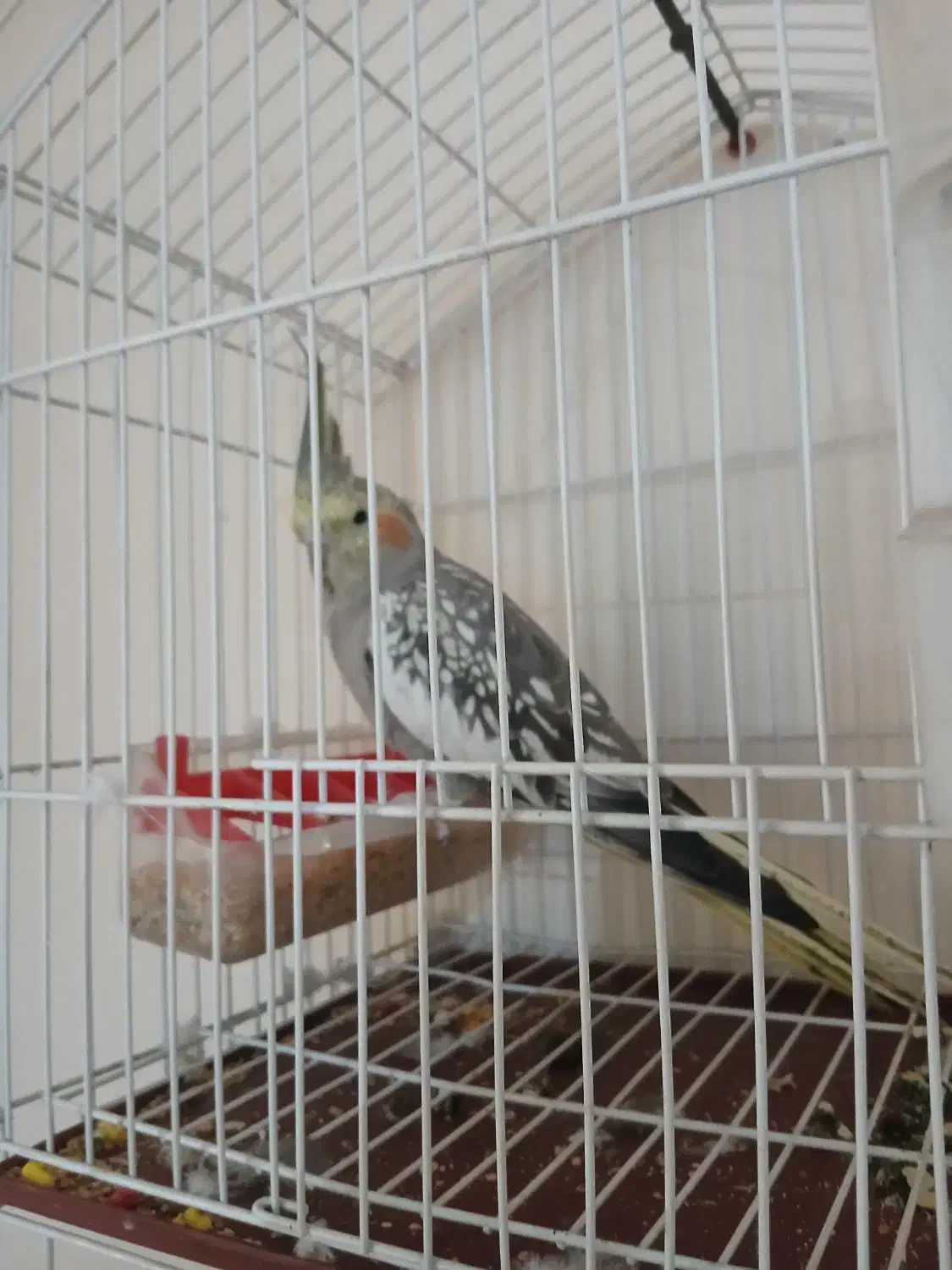 عروس مرواریدی نره|پرنده|شوشتر, |دیوار