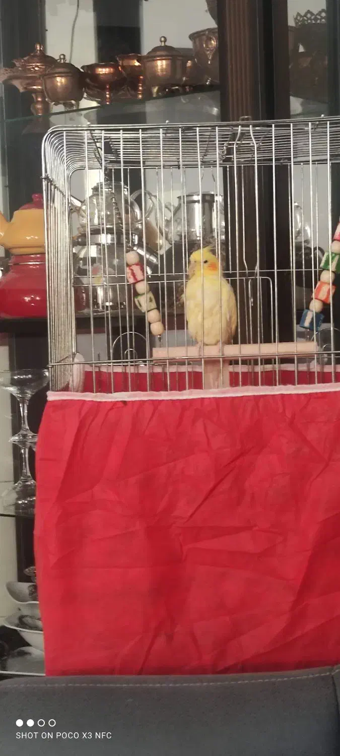 عروس هلندی|پرنده|بم, |دیوار