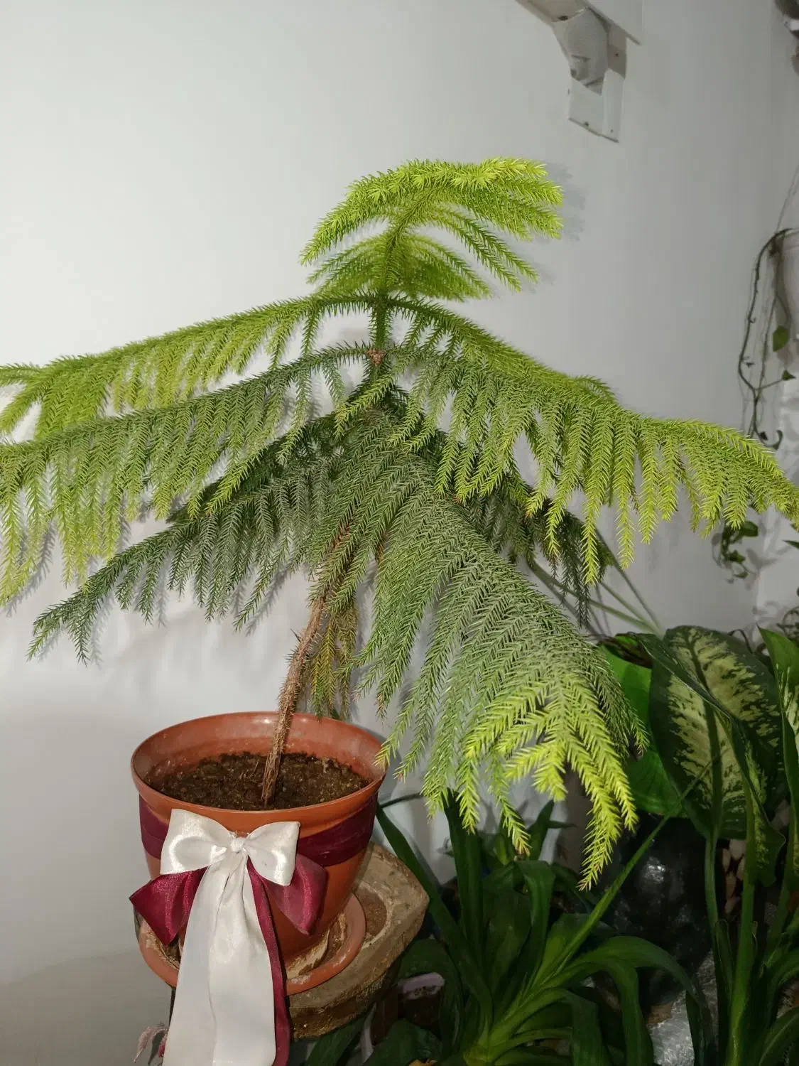 گل و گیاه طبیعی|گل و گیاه طبیعی|کرج, خرمدشت|دیوار