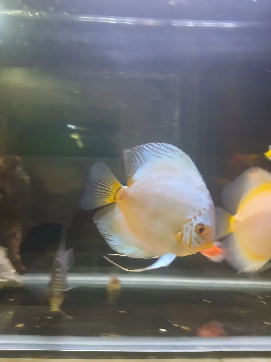 ماهی دیسکس زیبا|ماهی|تهران, کیانشهر|دیوار