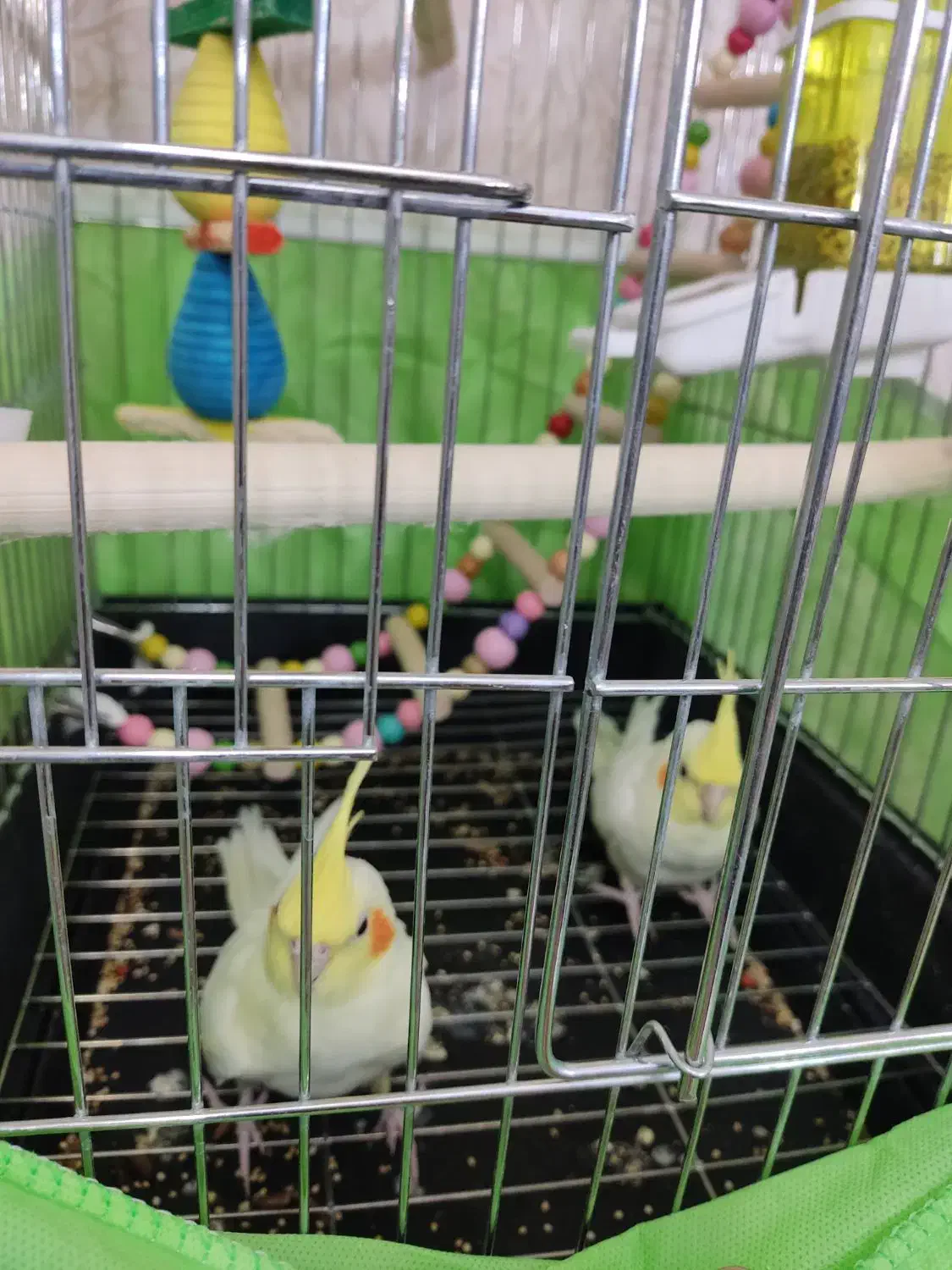 عروس هلندی|پرنده|ساوه, |دیوار