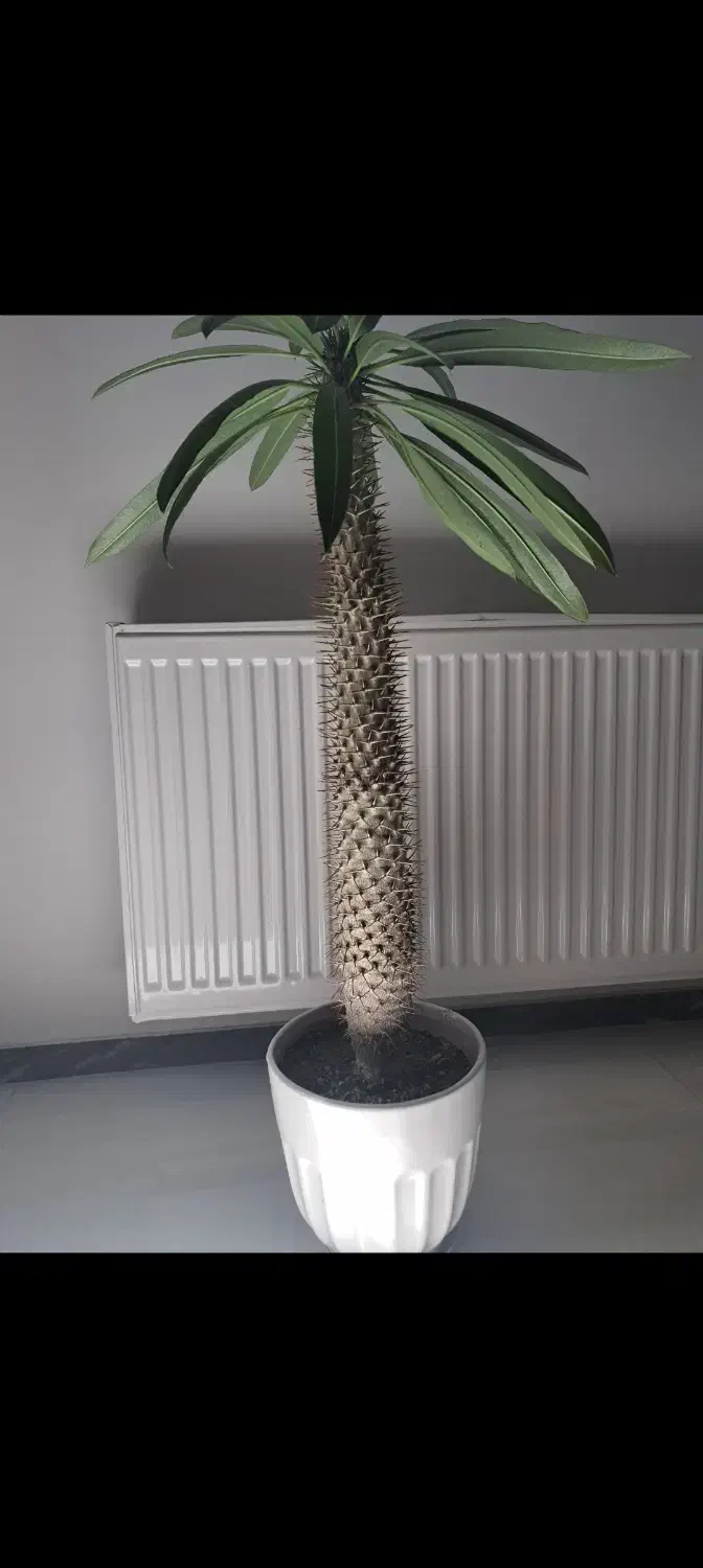 گل نخل ماداگاسکار ( پاکیپودیوم لامری)|گل و گیاه طبیعی|سقز, |دیوار