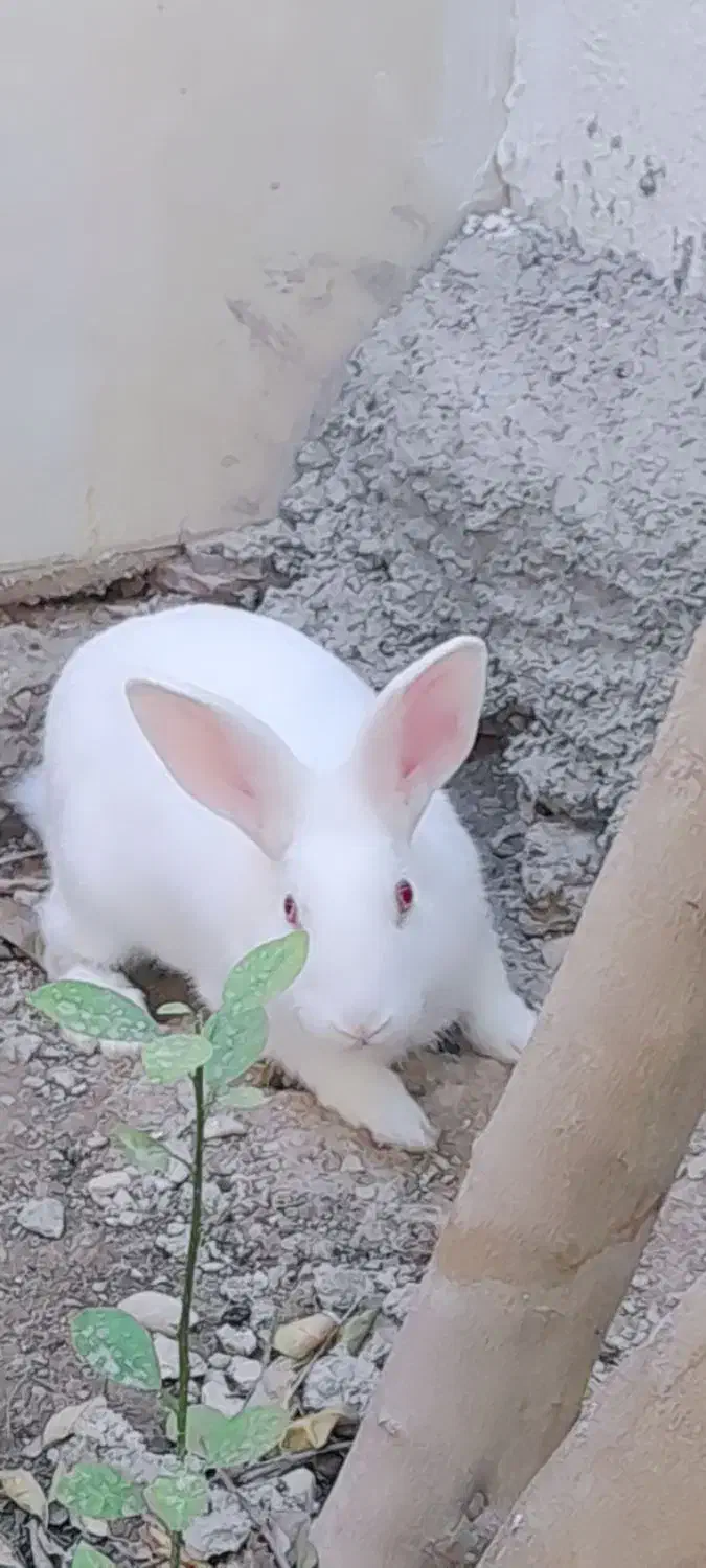 خرگوش سفید چشم قرمز|موش و خرگوش|کازرون, |دیوار