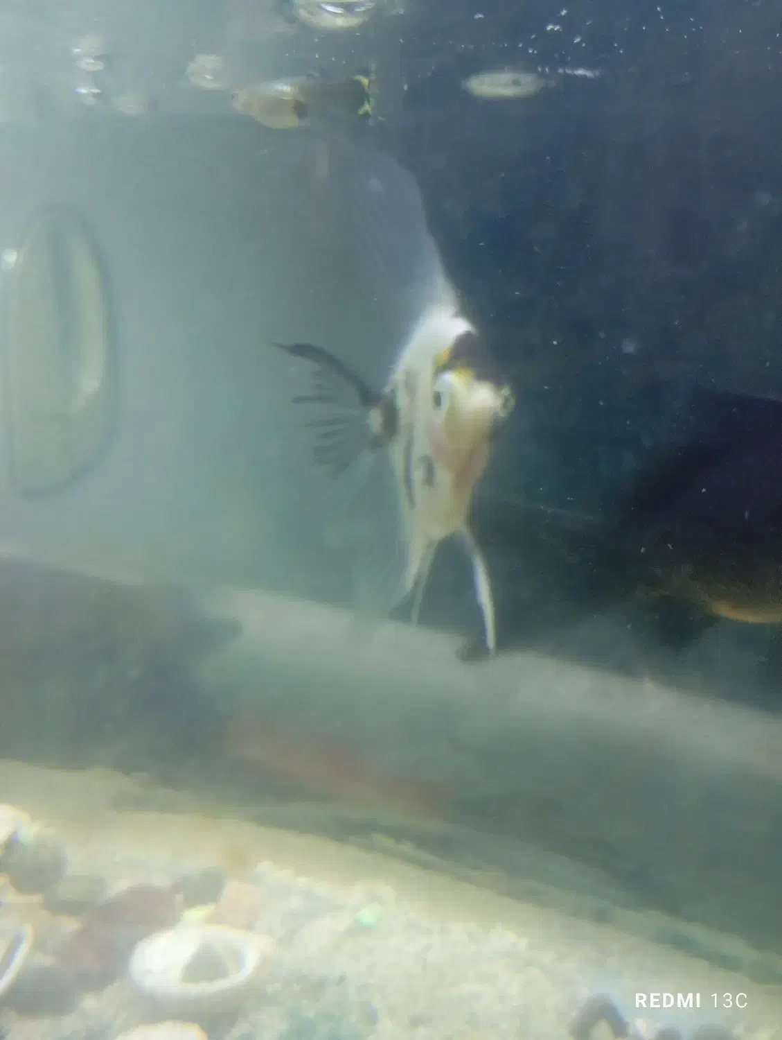 ماهی|ماهی|جهرم, |دیوار