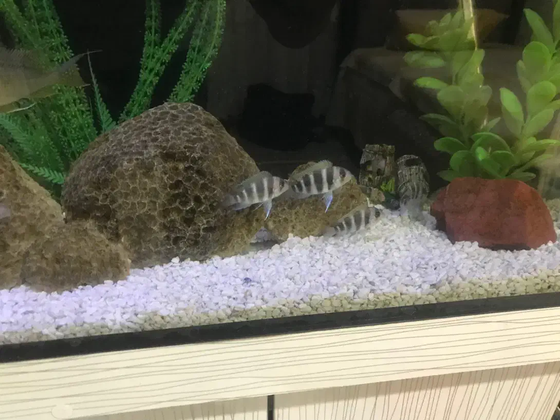 فرانتوزا|ماهی|تهران, مشیریه|دیوار