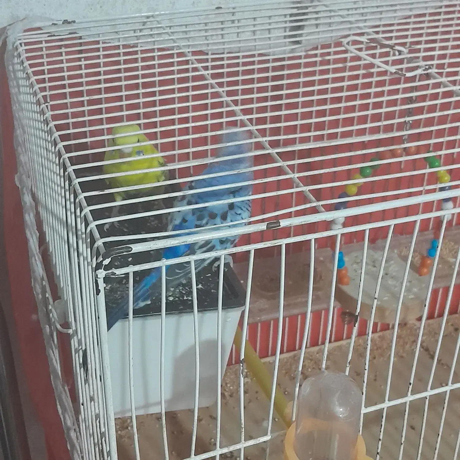 باسلام مرغ عشق تخم کن جفت|پرنده|قزوین, |دیوار