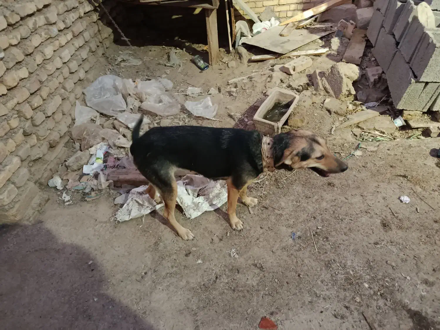 سگ ژرمن|سگ|آبادان, |دیوار