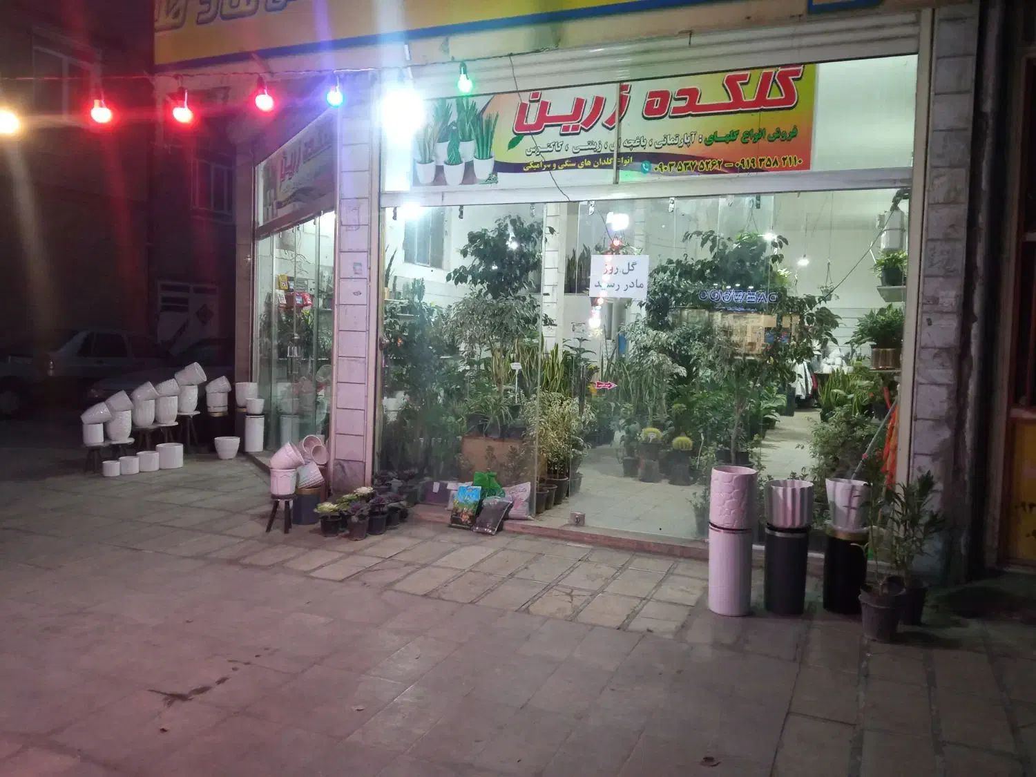 انواع گل های اپارتمانی باغچه ای و...|گل و گیاه طبیعی|بروجرد, |دیوار