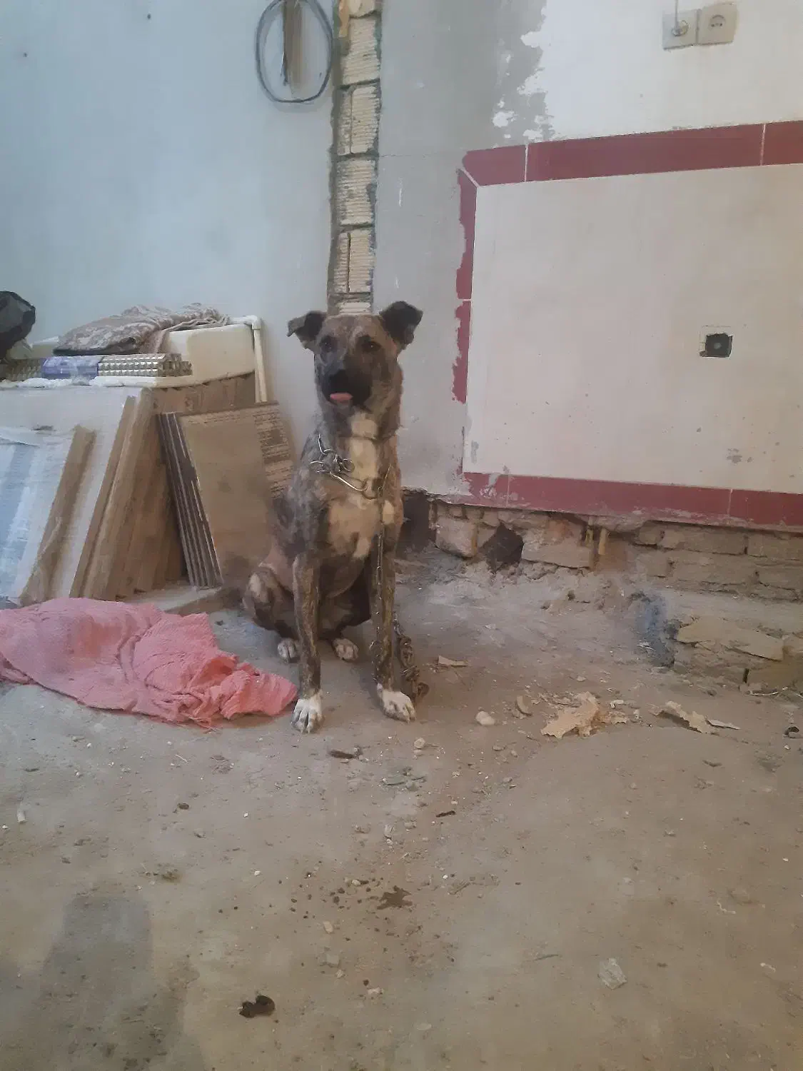 سگ افغان|سگ|کرمانشاه, |دیوار