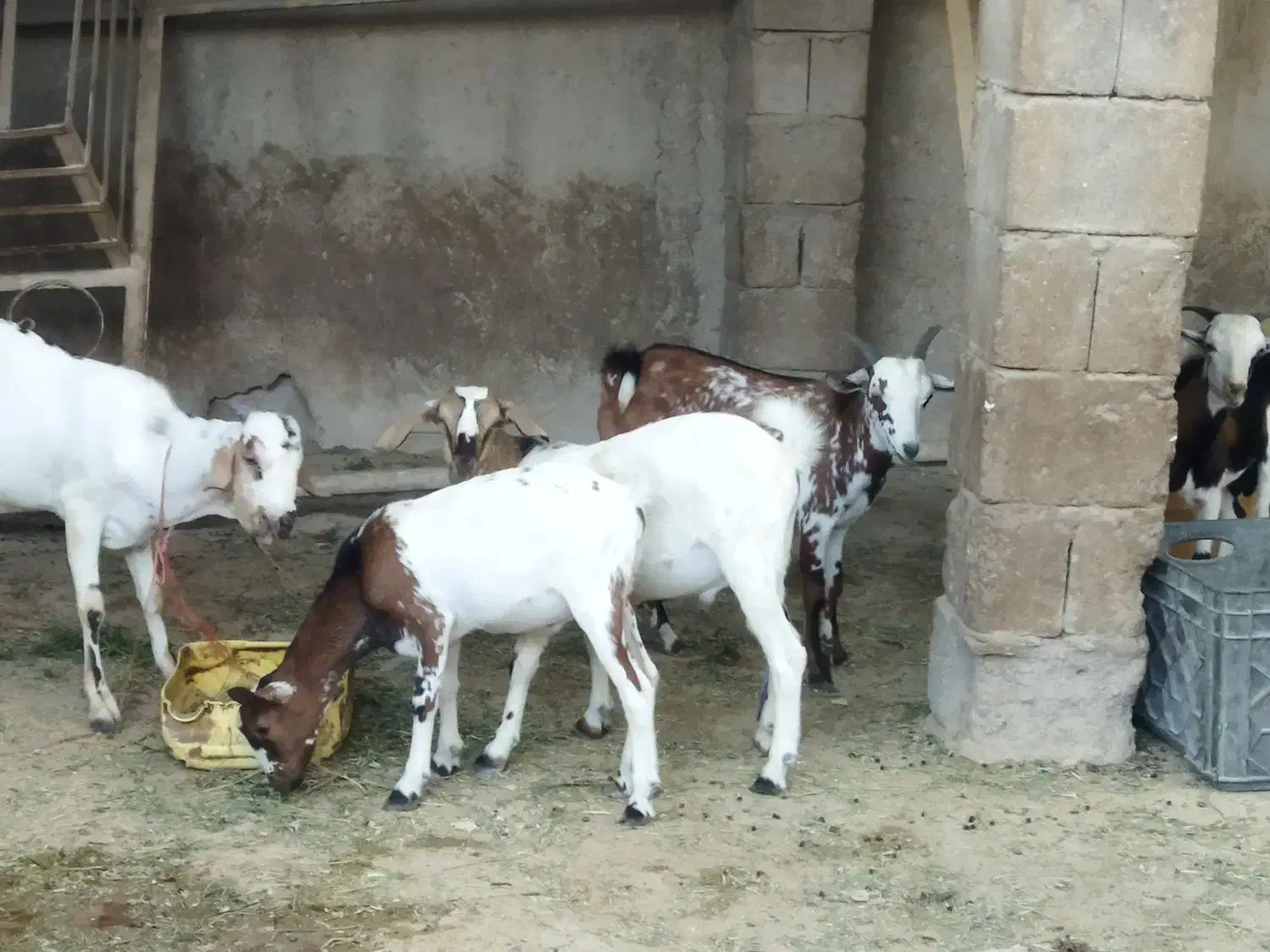 نری شهری|حیوانات مزرعه|قشم, |دیوار