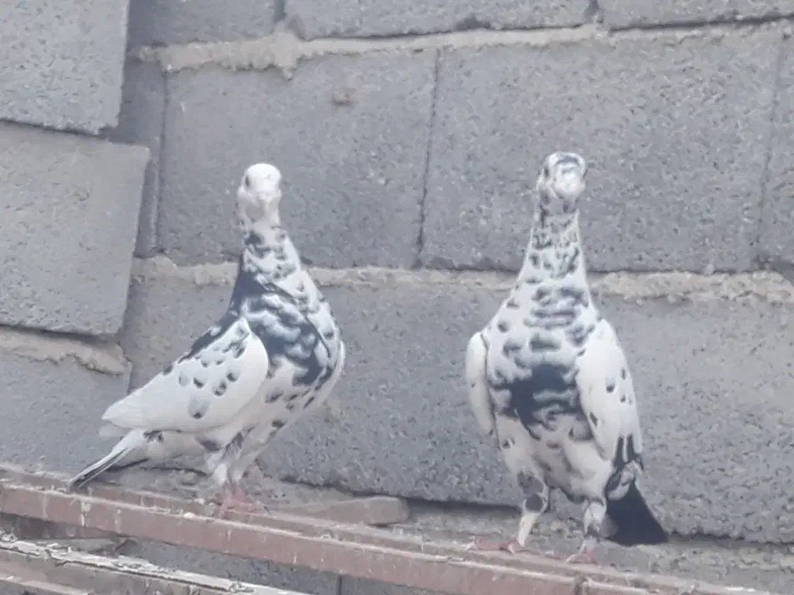 جفت سوسکی درشت و قلدر|پرنده|طبس, |دیوار