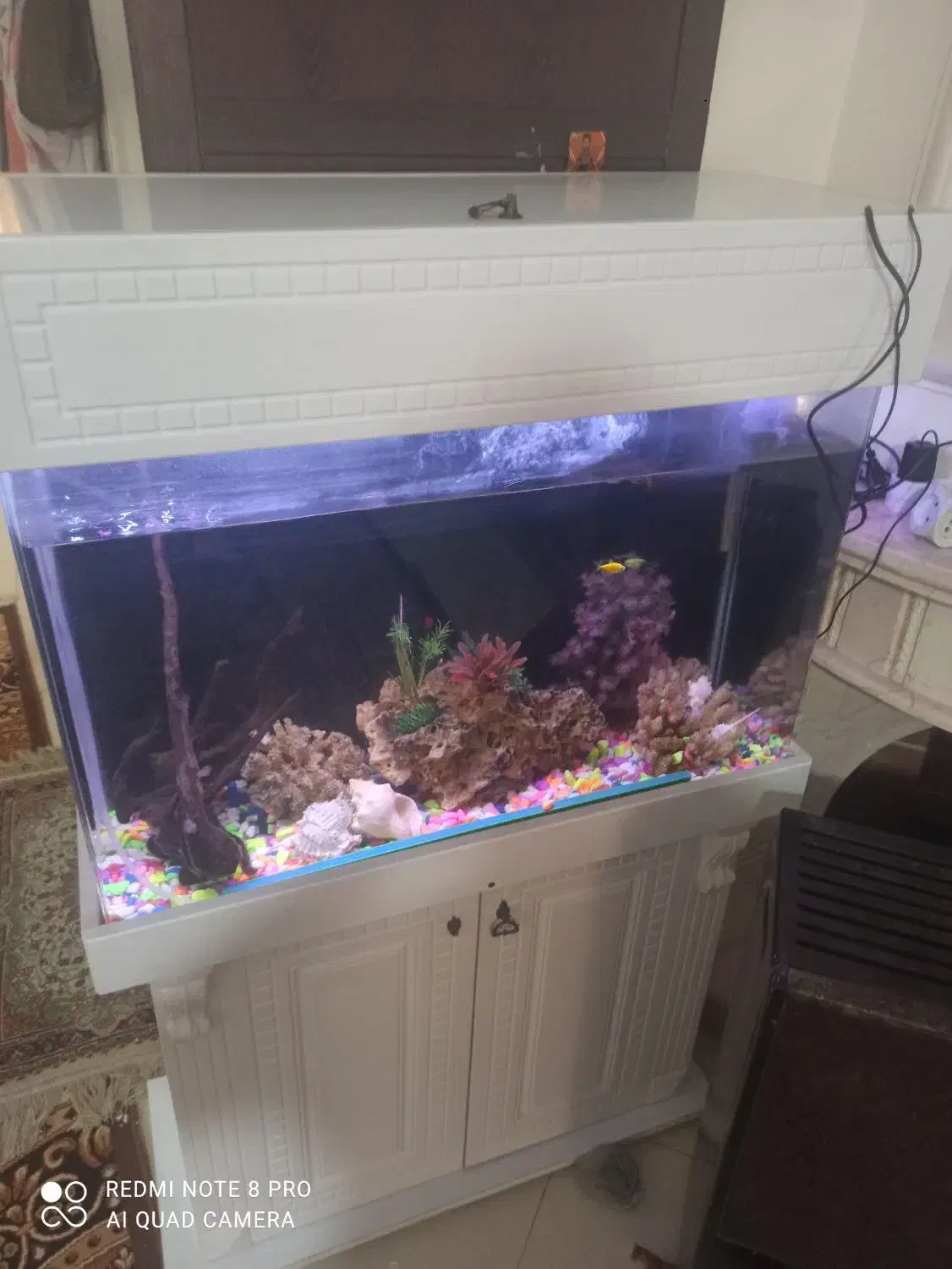 اکواریوم|ماهی|رودهن, |دیوار