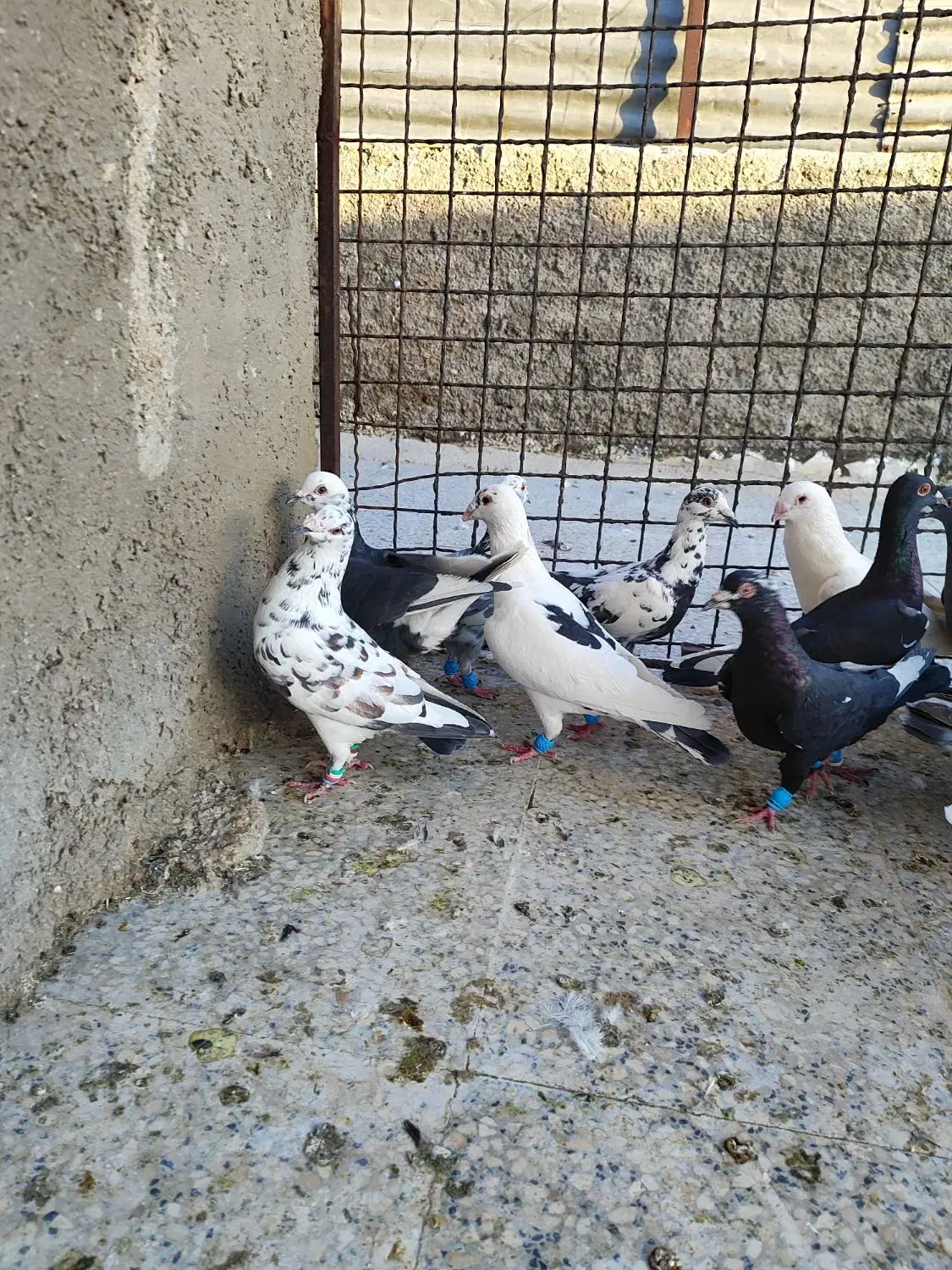 کفتر پلاکی دورگ بیرونی پرشی زرنگ|پرنده|شیراز, شیخ علی چوپان|دیوار